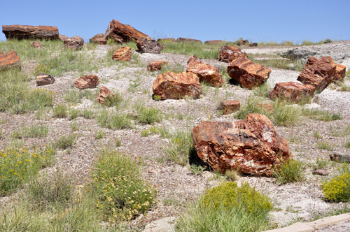 Petrified wood at Petrified Forest Giant Logs Trail